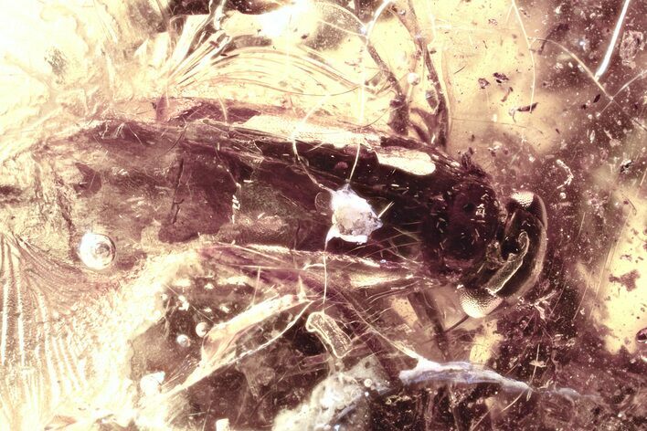 Detailed Fossil Barklouse (Trichopsocidae) In Baltic Amber #330699